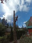 Wycinka i pielęgnacja drzew metodą alpinistyczną / frezowanie pni