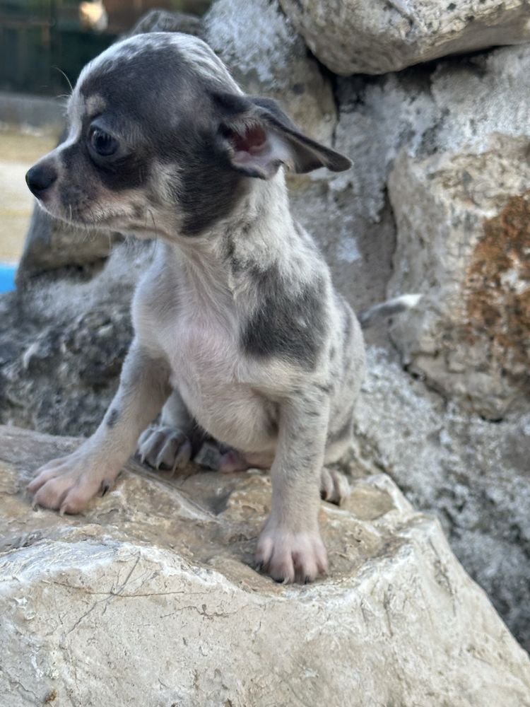 Megnifico  menino chihuahua