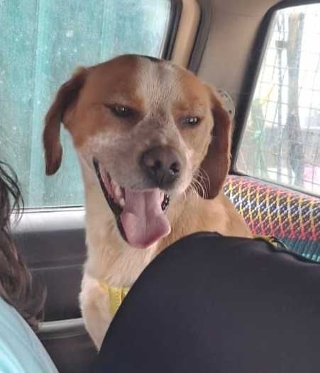 O JACK é um xPERDIGUEIRO, está para adoção!