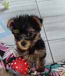 Yorkshire terrier mini do ok.2kg w dorosłości.