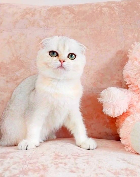 Чудо дівчинка красунечка Срібна шиншила