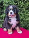 Bouvier Bernois disponível