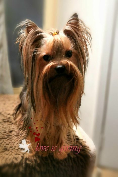 Йоркширский терьер щенки