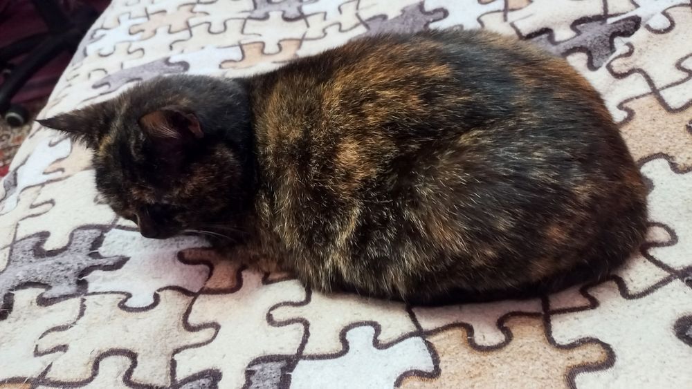 Киця стерилізована