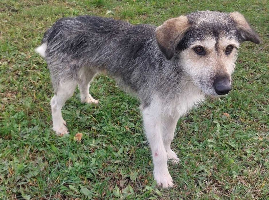 Młody przyjazny i nieduży Forest pilnie szuka domku