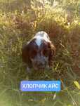 Цуценя СПАНІЕЛЬ мисливський (хлопчик)