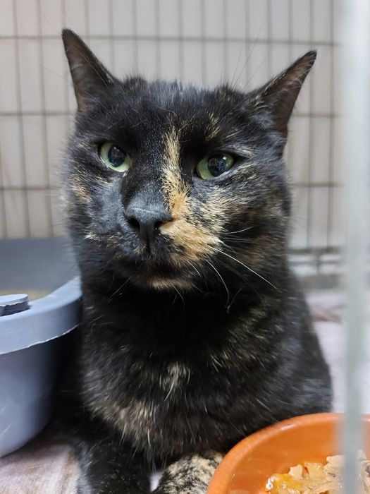 Iskierka szuka domu!