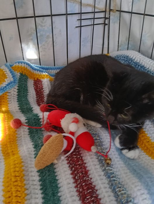 Musgo - gatinho bebe para adoção responsável