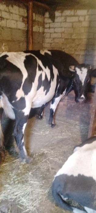 Продам корів все тильние