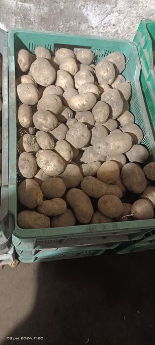 Sprzedam ziemniak jadalne BRYZA bez nawozów sztucznych