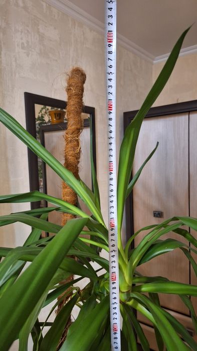 Кімнатна квітка пальма юка