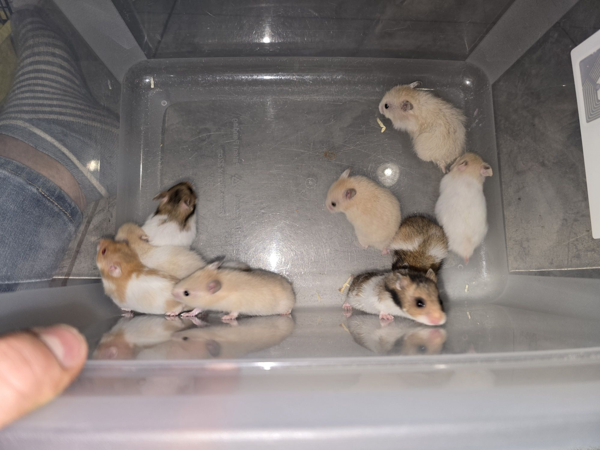 Chomiki syryjskie Mesocricetus
auratus