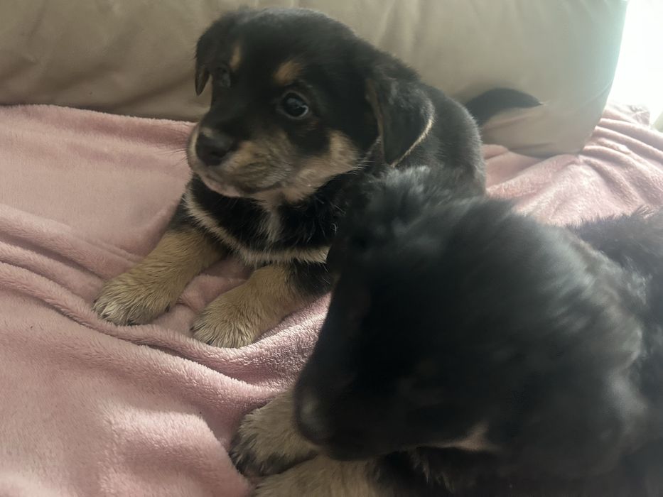 oddam pieski za darmo