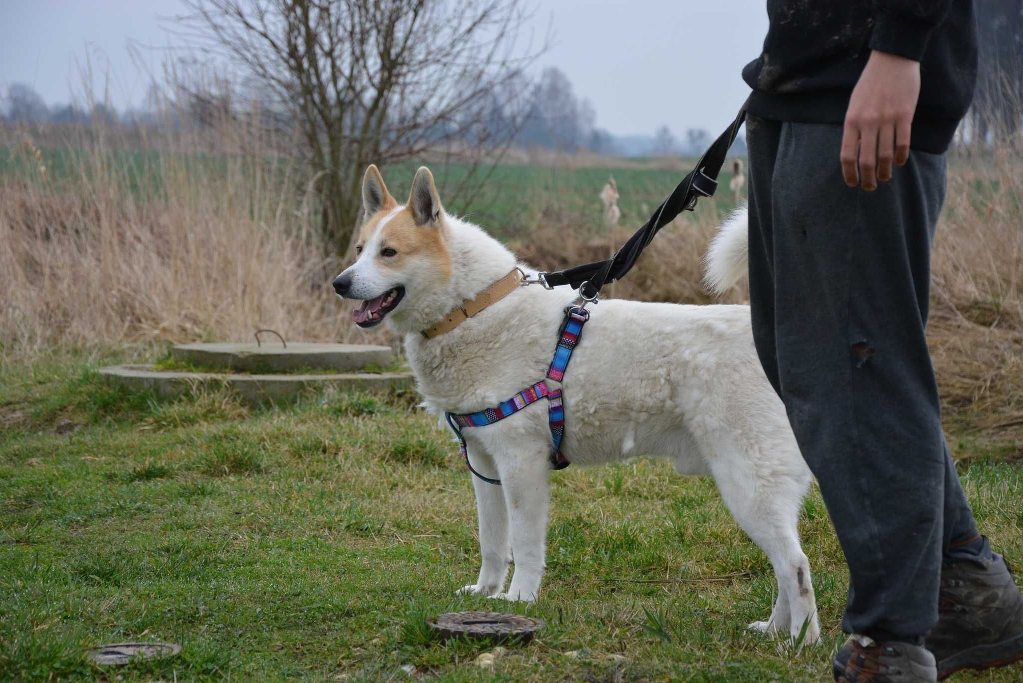 Winter - pies jak łajka zachodniosyberyjska ADOPCJA