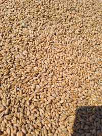 Продам  пшеницю     4000 т