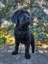 Labrador czarny szczenię rodowód