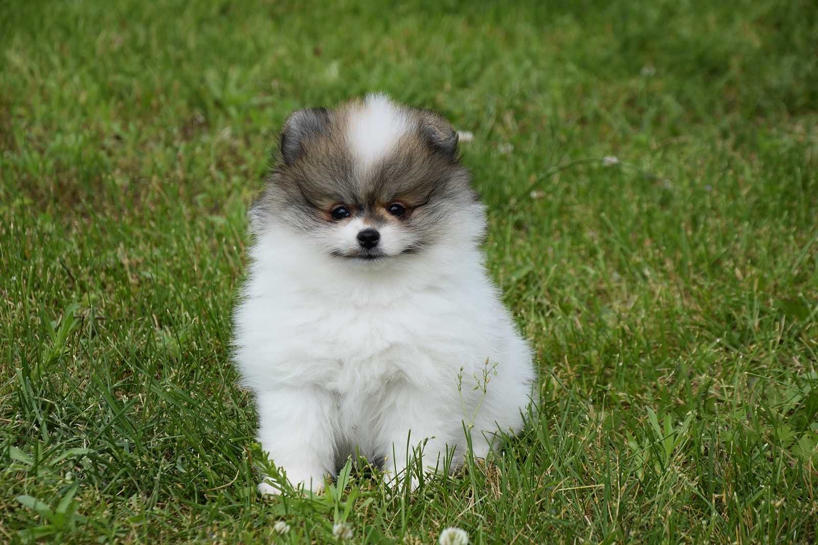 Nefryt - piesek Pomeranian parti color