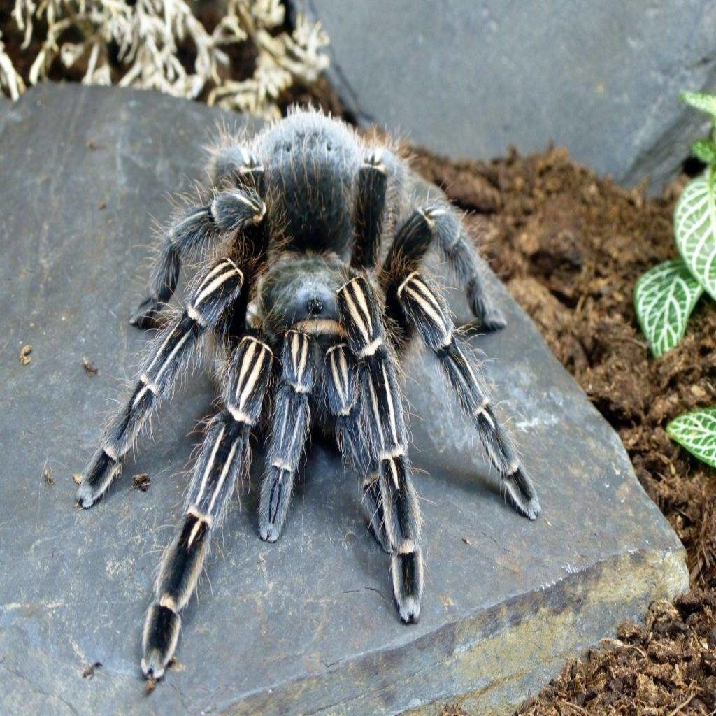 Паук взрослая самка Aphonopelma seemanni