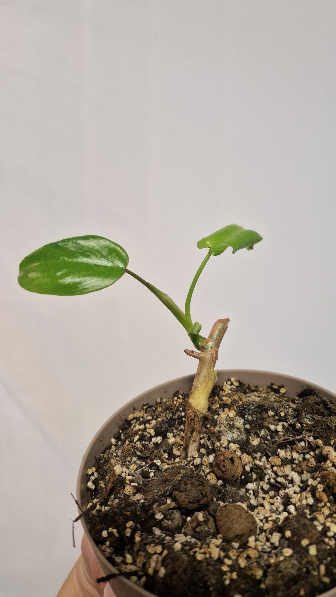 Philodendron Paraiso verde, Philodendron Pedatum i inne