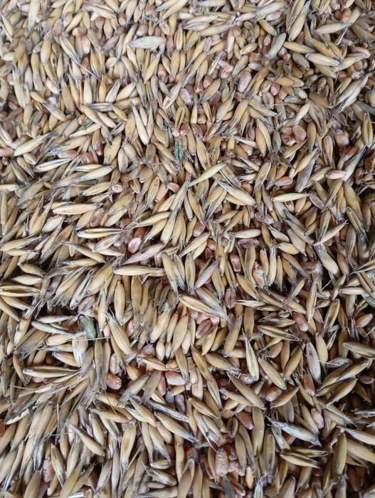 Mieszanka zbożowa owies z pszenicą 50/50