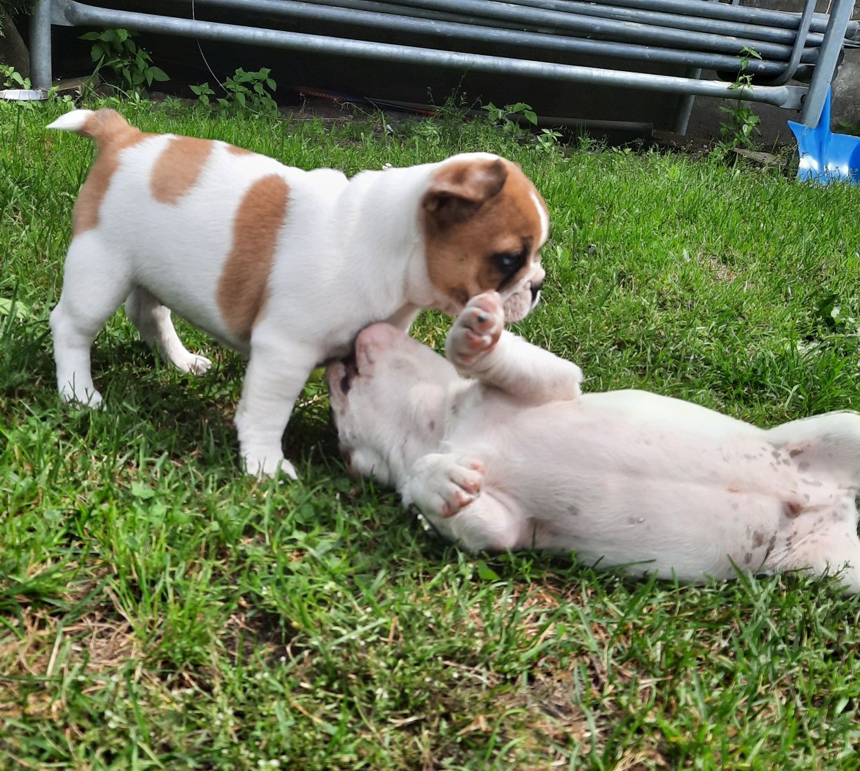 Szczeniaczek buldog francuski