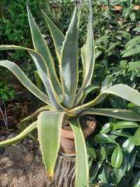 Agawa - wieloletnia, roślina doniczkowa