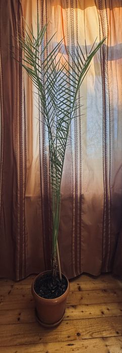 Височезна пальма фінікова 220см