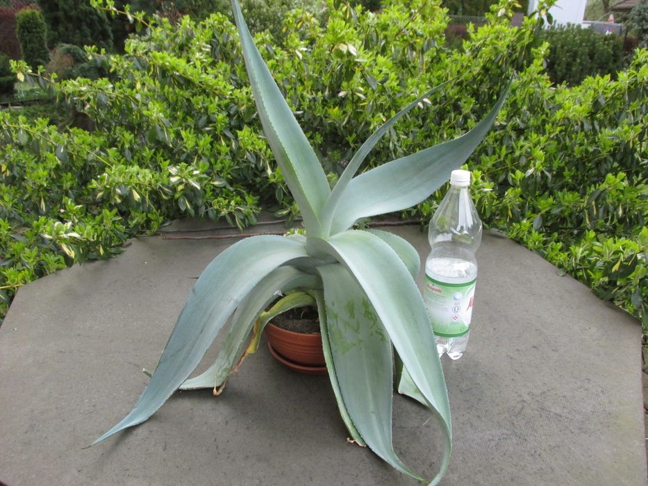 Agawa platynowa - agave guingenola platinium - sadzonka