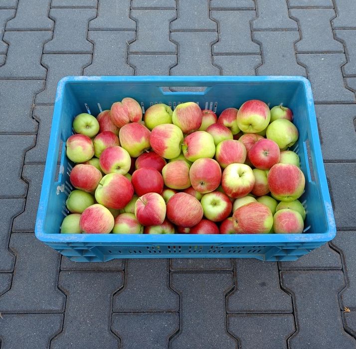 Buraki z własnego gospodarstwa