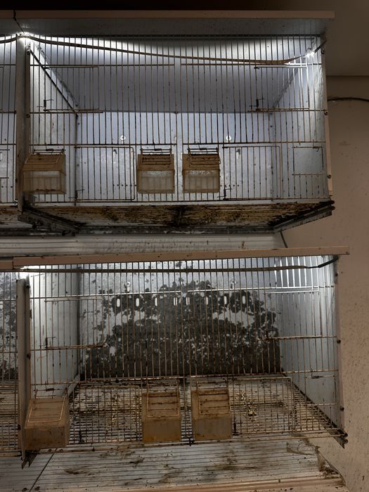 Viveiros de criacao / voadeiras