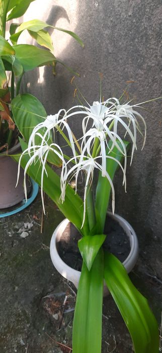 Лилия комнатная                           лилия