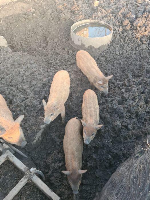 Поросята Кармали