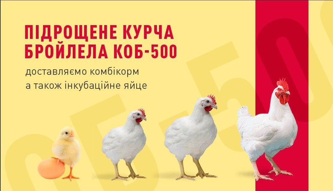 Інкубаційне яйце бройлера