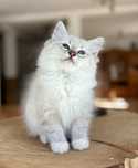 Ragdoll kocurek hodowlany