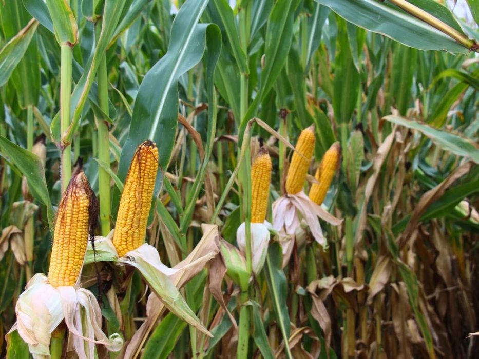 Sprzedam kukurydzę na kiszonkę