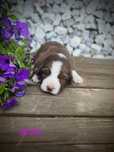 Border collie piesek czekoladowo biały, przebadani rodzice