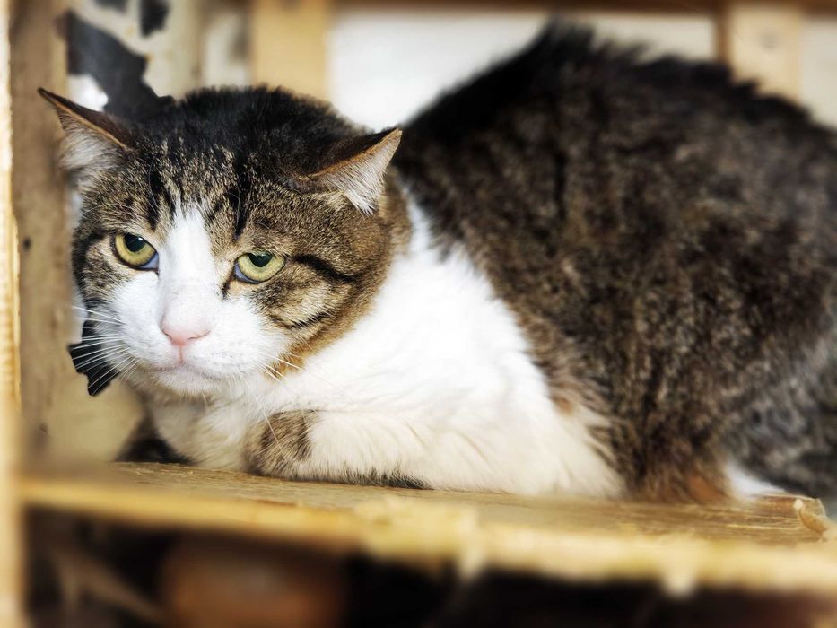 Менні, 2 роки — кругломордий ніжний кіт шукає дім (кастрований)