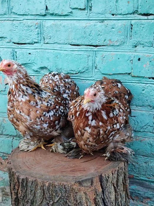 Карликові кохінхіни ситцеві курчатка, інкубаційні яйця,доросла птиця