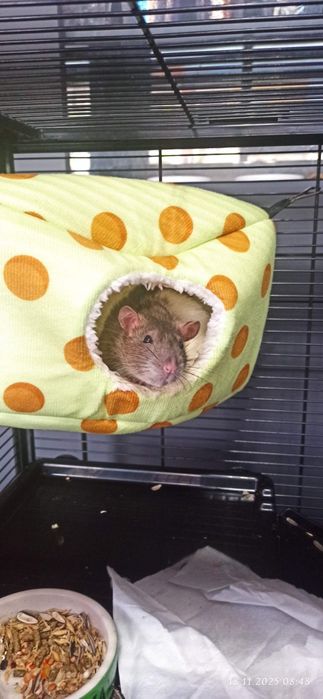 Do oddania dwa szczurki dorosłe Opole samiczki