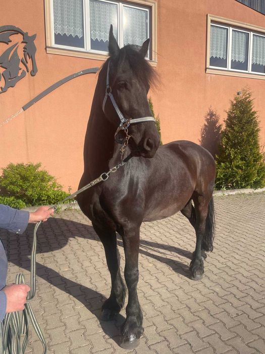 Sprzedam 7 letniego wałacha czystej rasy fryzyjskiej