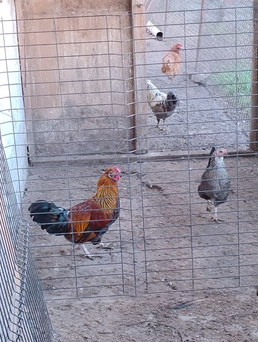 Młode koguty tegoroczne mieszańce