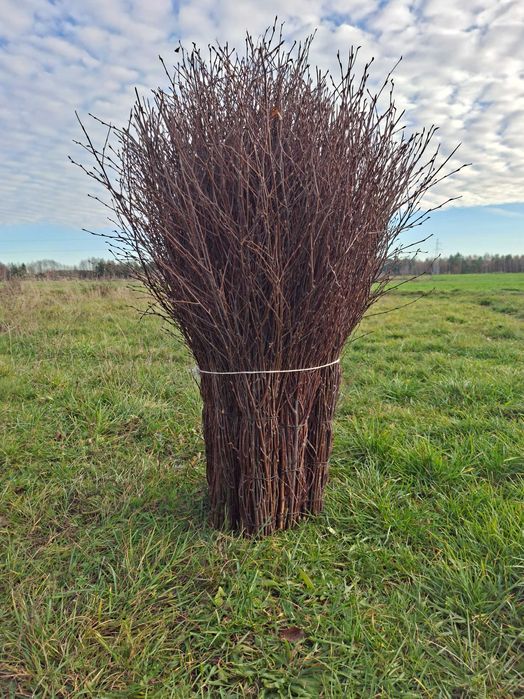 Miotły brzozowe, Miotła brzozowa - Solidne, Gruby Splot (Hurt/Detal)