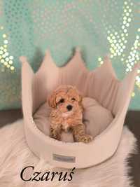 Cudowny chłopiec rasy maltipoo Czaruś