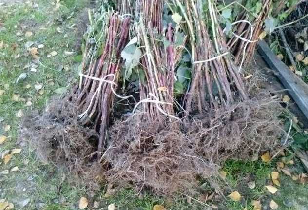 Maliny 2 letnie 80cm! CAC !wszystkie odmiany! Producent Sadzonki malin