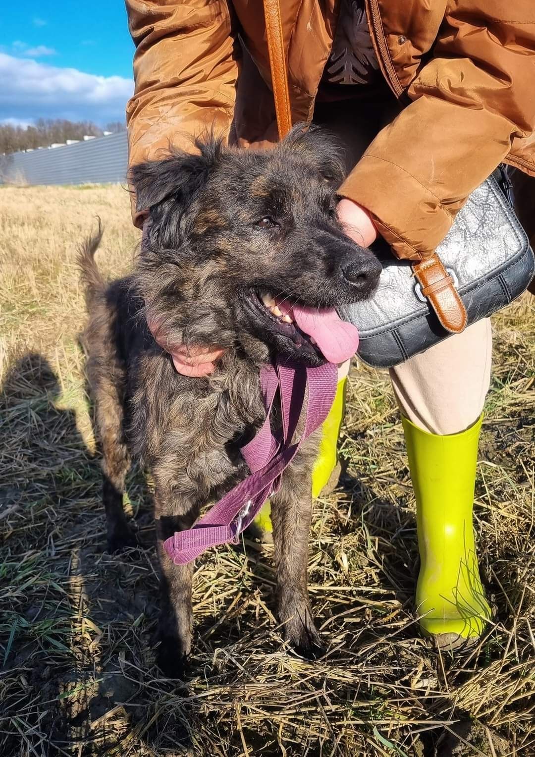 Uroczy pies w typie mudi szuka domu - słodki Brownie do adopcji