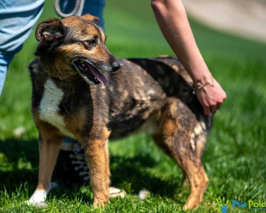 Niewielki, miły psiak HEROS szuka domku!