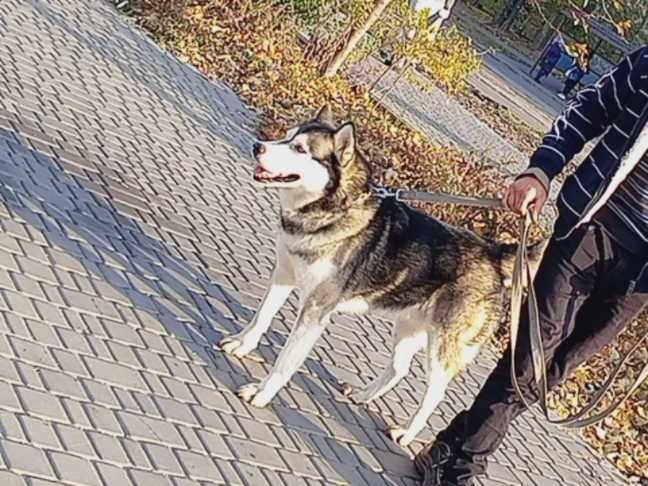 Кобель Хаски для вязки