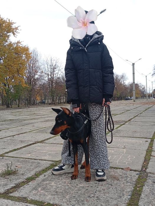 Доберма, підліток