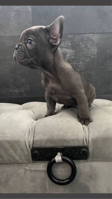 Міні міні хлопчик блакитного кольору, ніжний і лагідний хлопчик