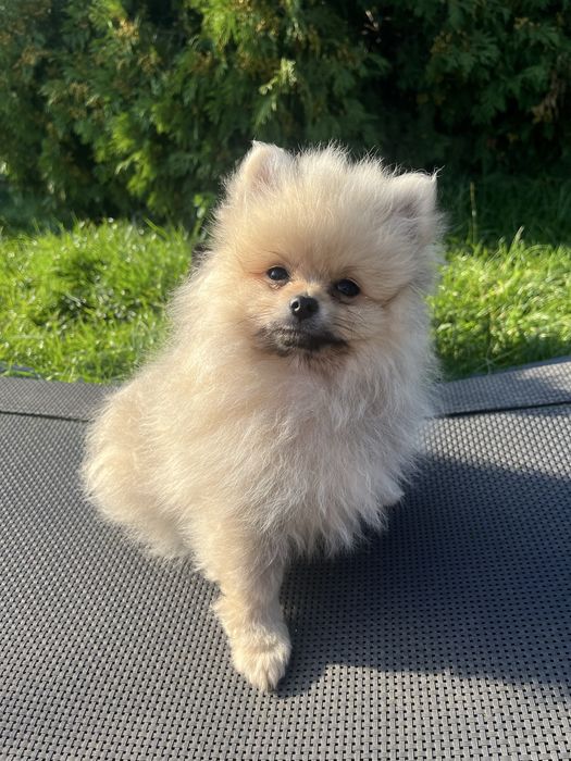 Pomeranian Szpic Miniaturowy
